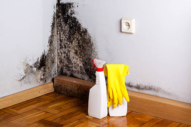 Best Attic Mold Removal  in Port Hueneme, CA